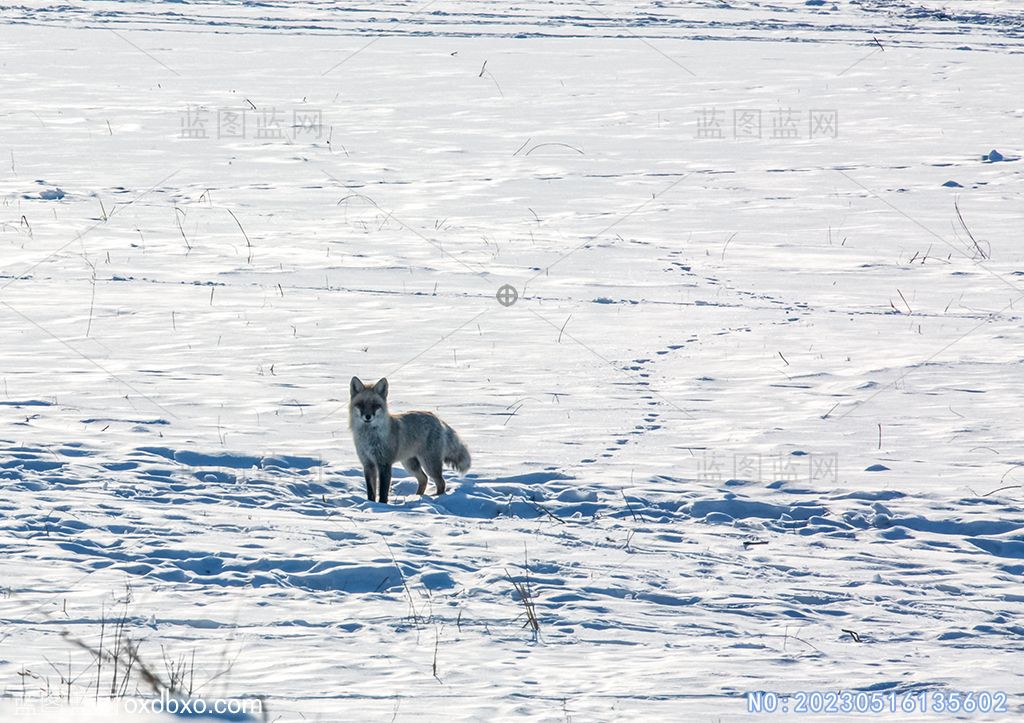 2雪地狐狸摄影素材编号_NO20230515135602.jpg