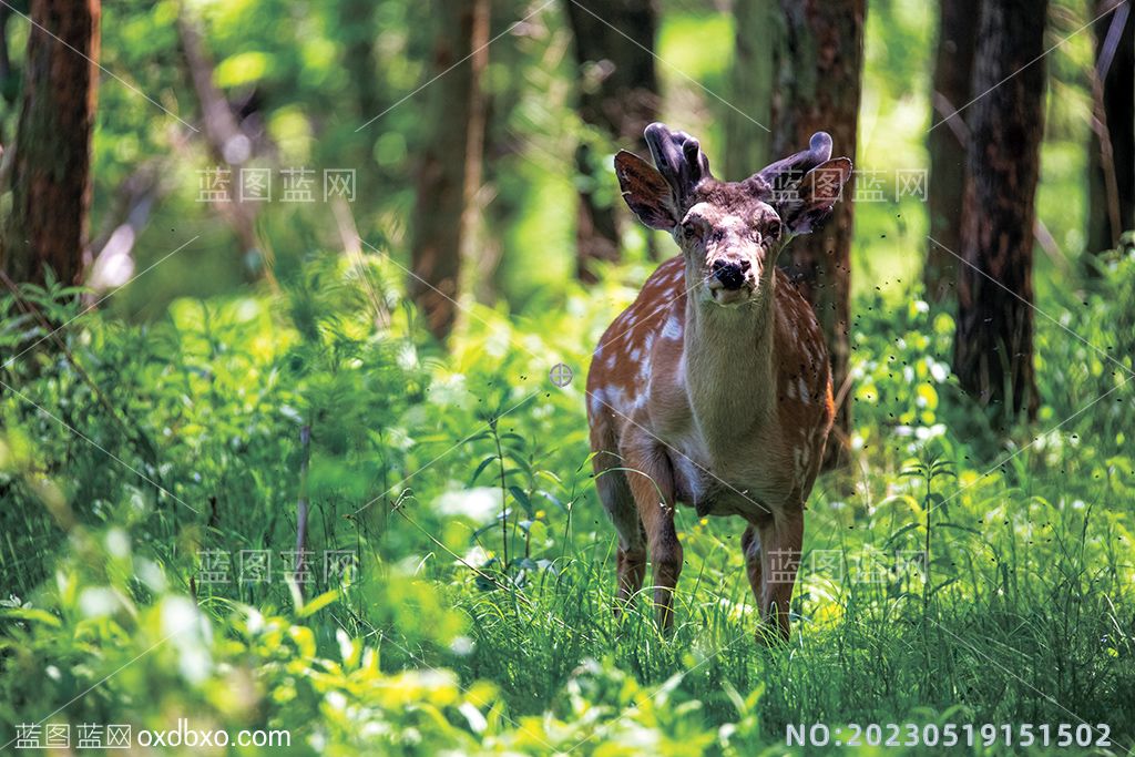 15原始森林野生梅花鹿自然保护区摄影素材编号_NO20230519151502.jpg