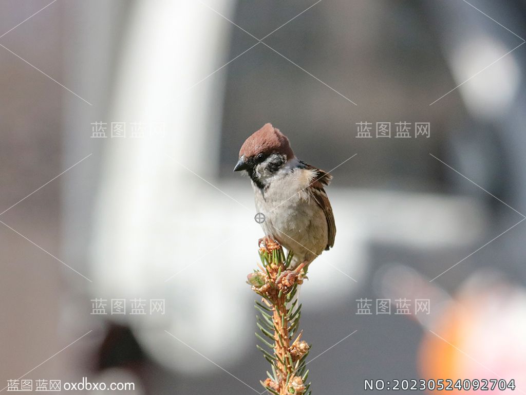 4风吹羽毛枝头上的麻雀摄影图片素材编号_NO20230524092704.jpg