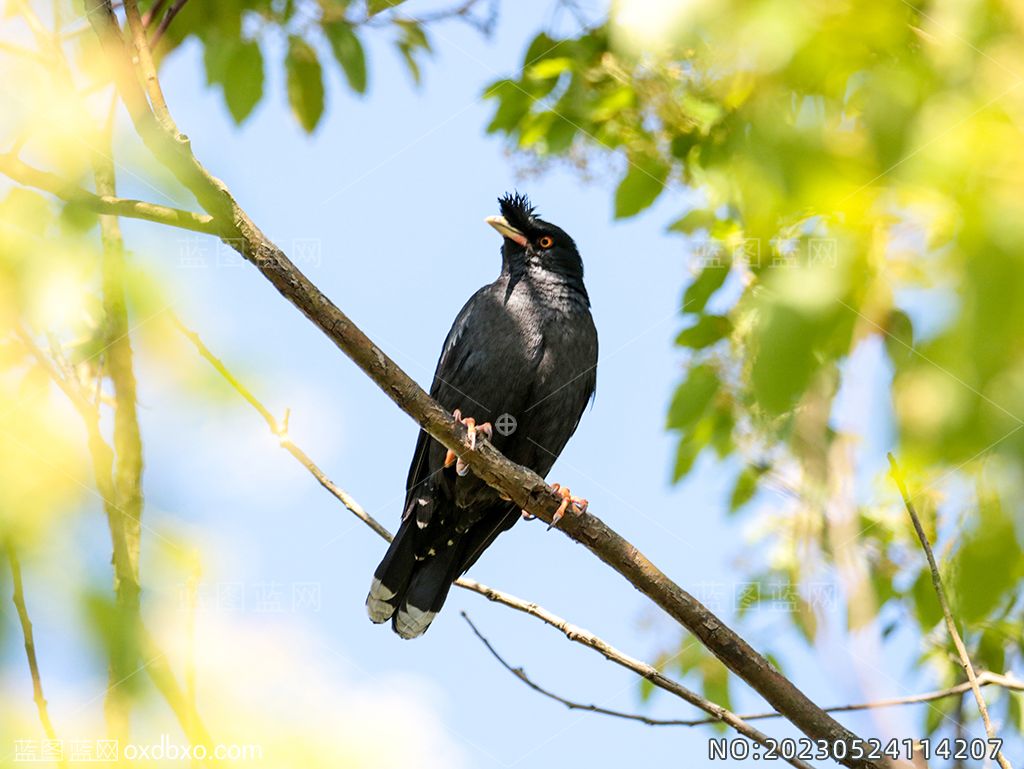 7八哥鸟类摄影素材编号_NO20230524114207.jpg