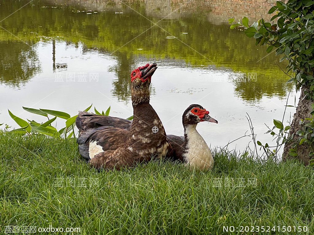 50水边的香鹑雁麝香鸭红嘴雁番鸭草丛中的一对雌雄番鸭摄影素材编号_NO2023524150150.jpg