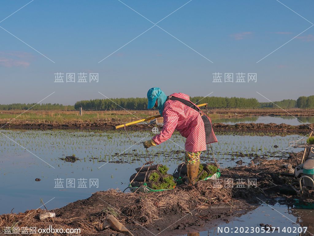 7挑担子的妇女农妇挑挑子稻田秧苗荷塘种水稻的农民摄影素材编号_NO20230527140207.jpg