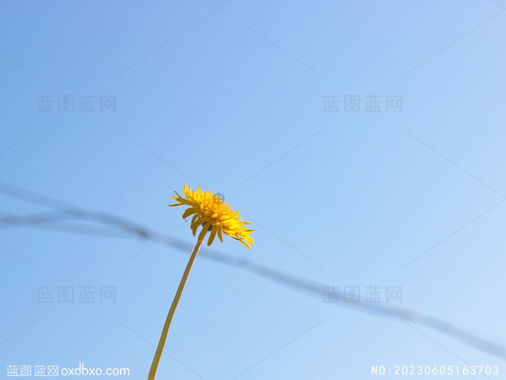 2蒲公英花蔚蓝天空摄影素材_NO20230605163703.jpg