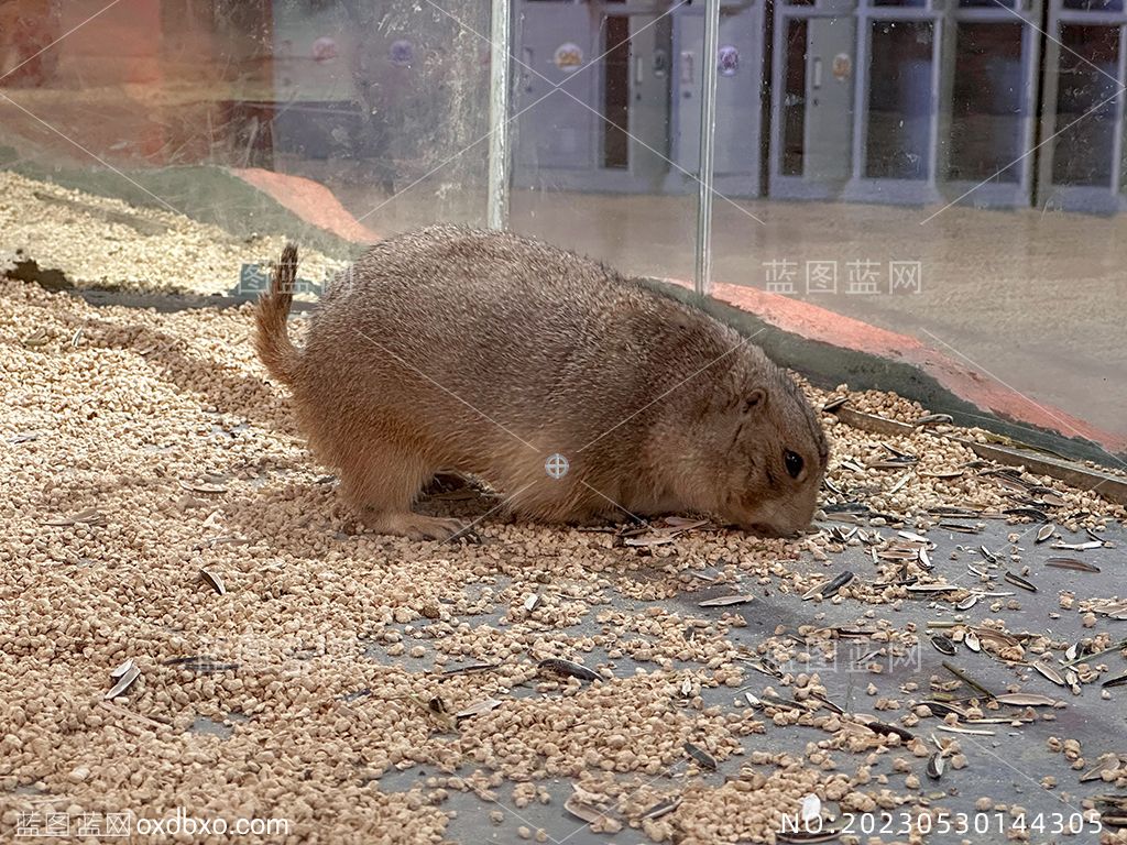 5草原犬鼠土拨鼠摄影素材编号_NO20230530144305.jpg