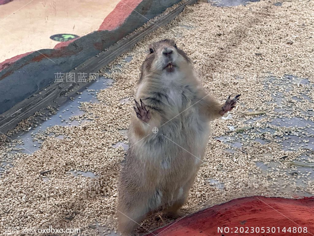 8土拨鼠草原犬鼠摄影素材编号_NO20230530144808.jpg