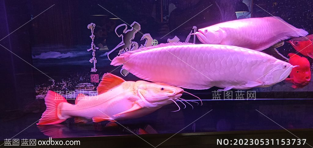 37招财猫鱼银龙鱼水族馆鱼缸摄影素材编号_NO20230531153737.jpg