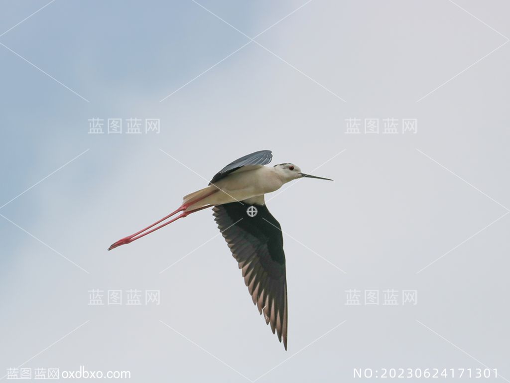 1空中飞翔的长脚鹬蓝色天空自由展翅野生鸟类摄影素材编号_NO20230624171301.jpg