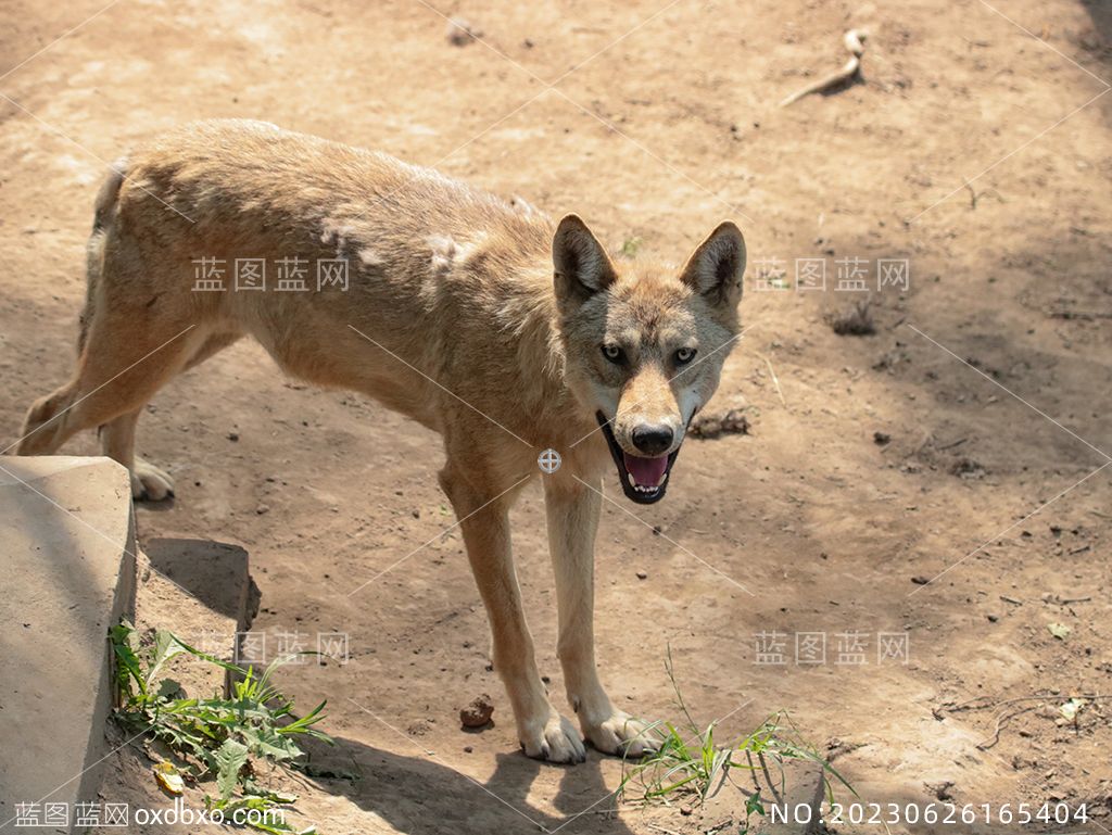 4站立的灰狼摄影图片素材编号_NO20230626165404.jpg