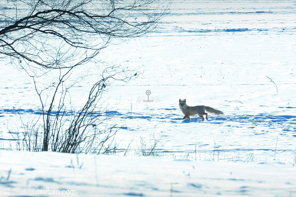 狐狸雪地.jpg