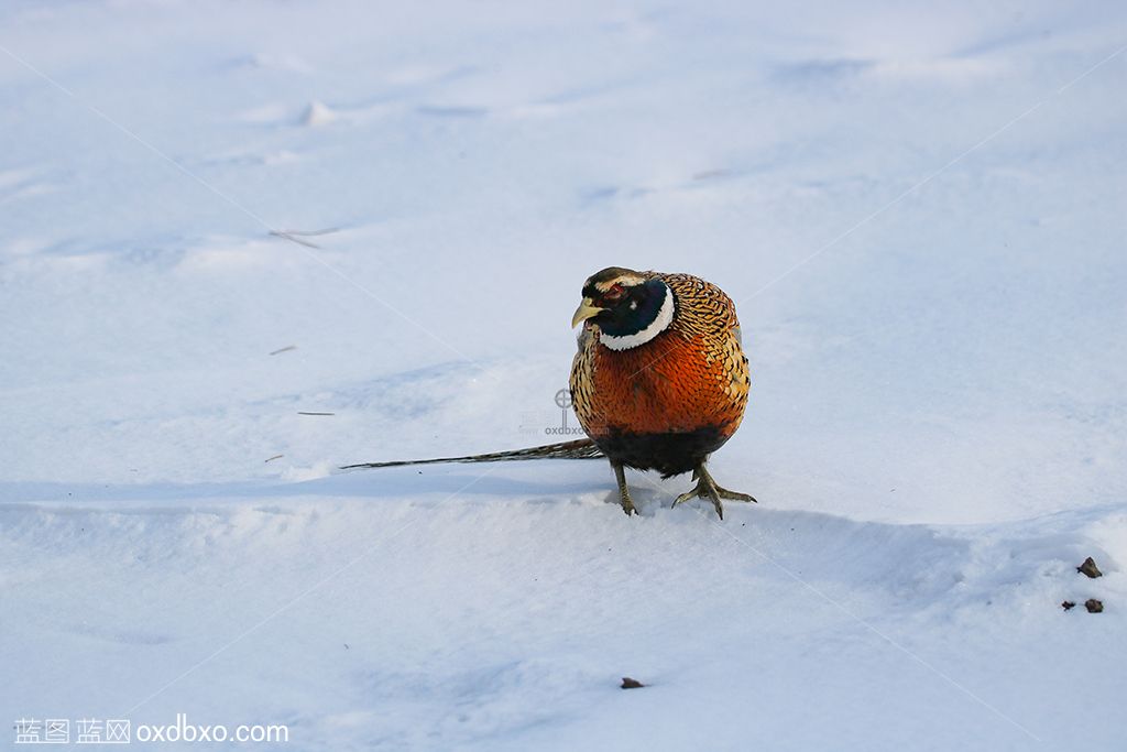 1雉鸡白雪大地环颈雉野生鸟类摄影图片素材.jpg