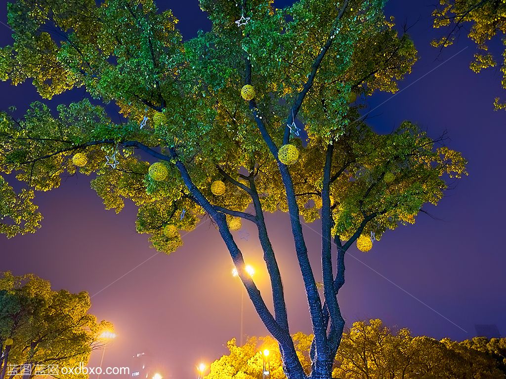 7城市夜空桂花树鸟笼星空夜色星星路灯大树夜景浪漫光线.jpg