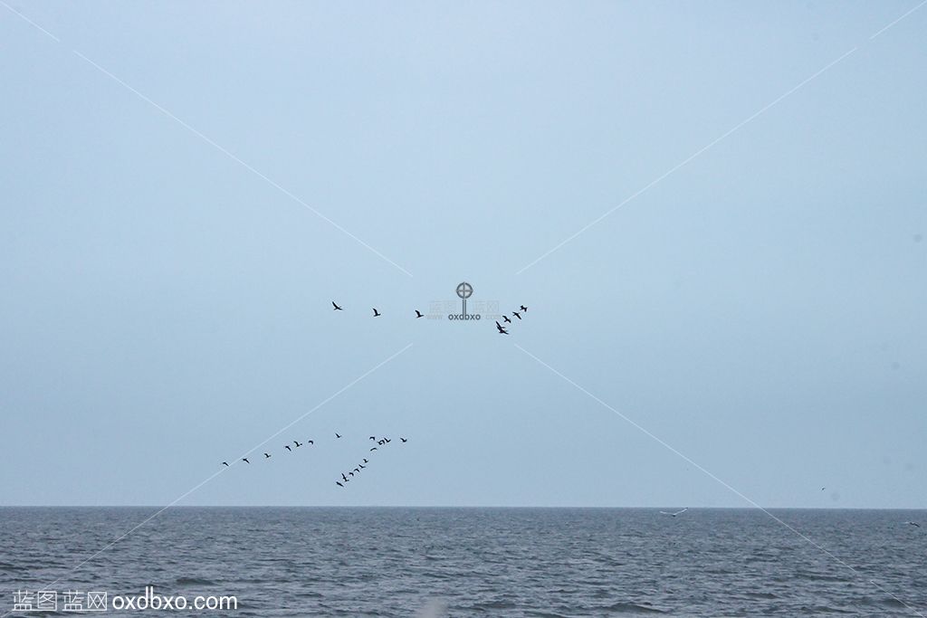 大雁海水大海天空飞翔摄影 拷贝.jpg