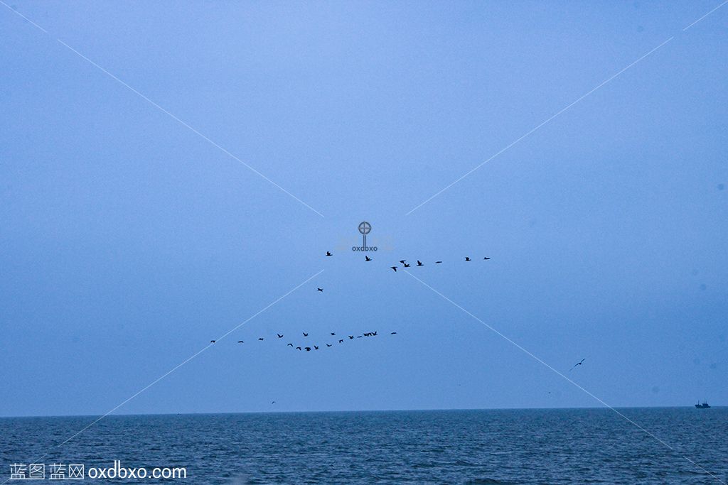 海面上起飞的大雁摄影 拷贝.jpg