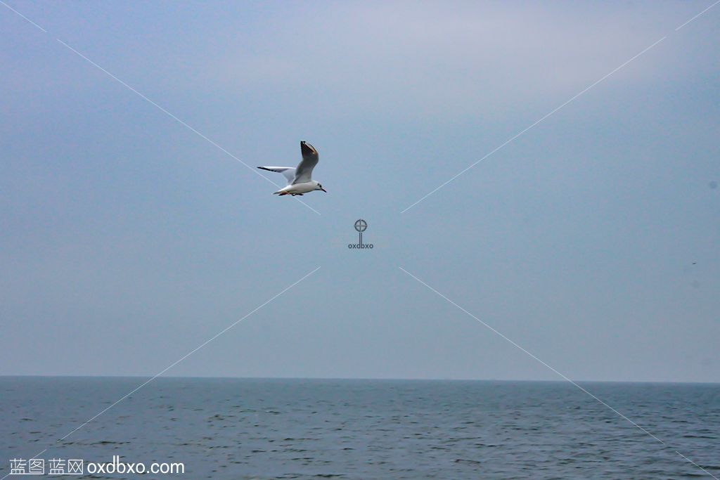 海鸥飞翔在大海上空 拷贝.jpg