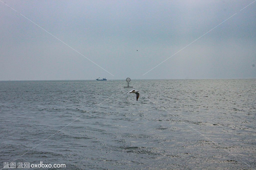 海鸥在海面上飞翔远处的渔船摄影 拷贝.jpg