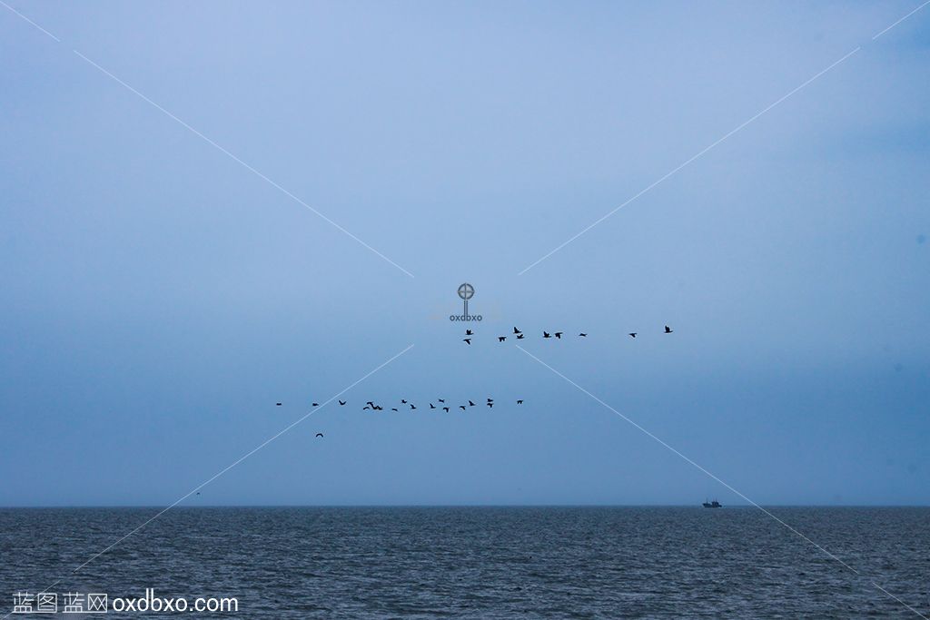 一字型大雁飞翔海天空摄影蓝天上 拷贝.jpg