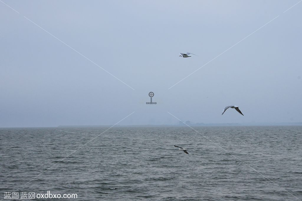 海鸥大海 拷贝.jpg