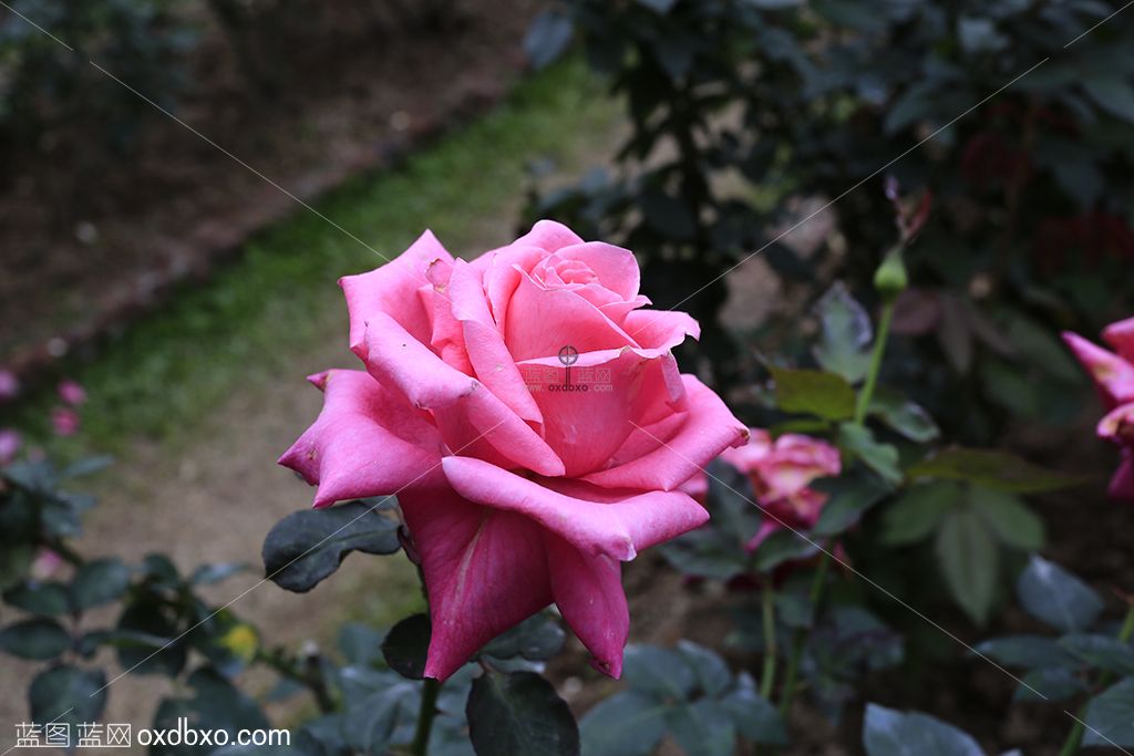 丰花月季花摄影素材 (1) 拷贝.jpg