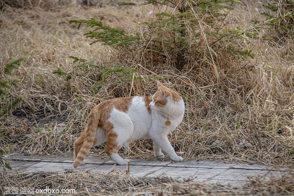 小花猫 拷贝.jpg