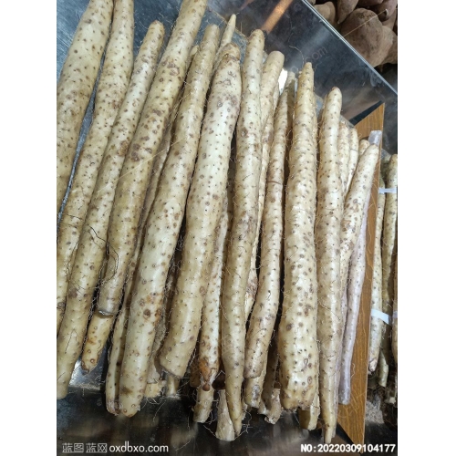 山药原创美食菜谱摄影图片素材_作品编号：20220309104177