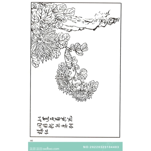 芥子园菊花画法芥子园画菊花中国传统国画素材_作品编号：NO:20220320104403