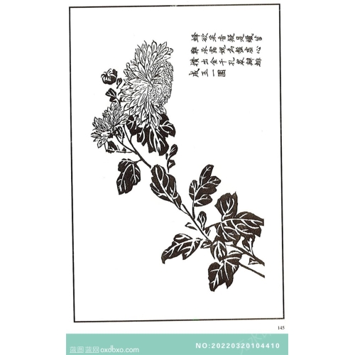 芥子园菊花画法芥子园画菊花白描中国传统国画素材_作品编号：NO:20220320104410