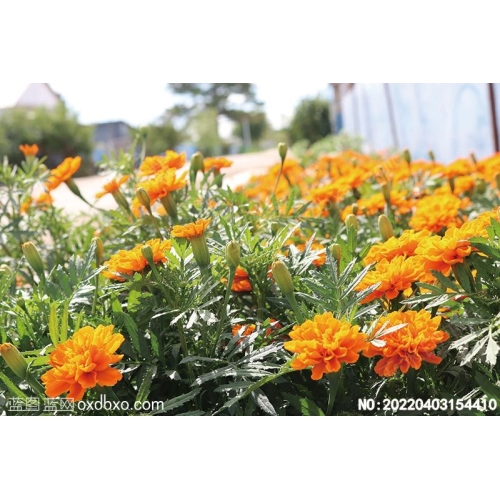 孔雀草万寿菊小萱草红黄草西翻菊臭菊花缎子花摄影素材编号:20220403154410