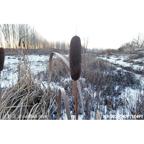 雪中枯萎的水草摄影素材编号:20220409111491