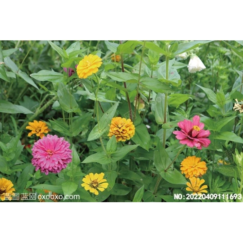 Zinnia elegans Jacq百日菊摄影素材编号:20220409111693