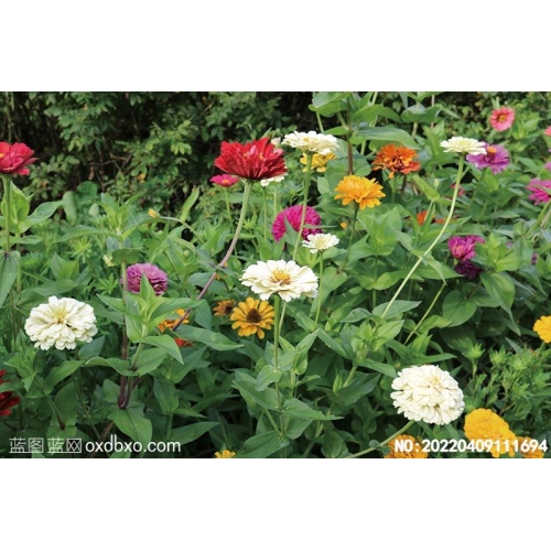 Zinnia elegans Jacq百日菊摄影素材编号:20220409111694