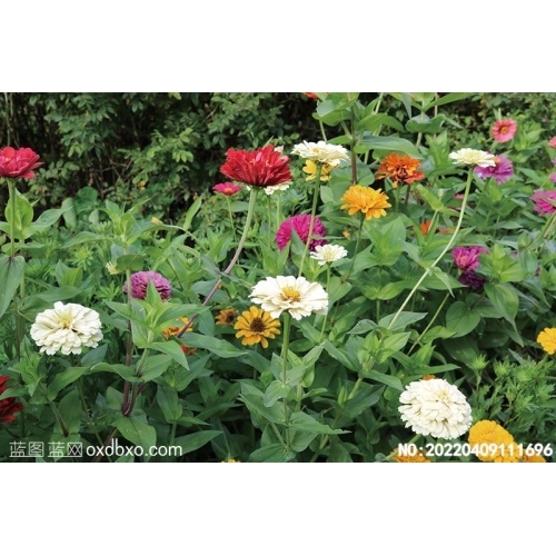 Zinnia elegans Jacq百日菊摄影素材编号:20220409111696