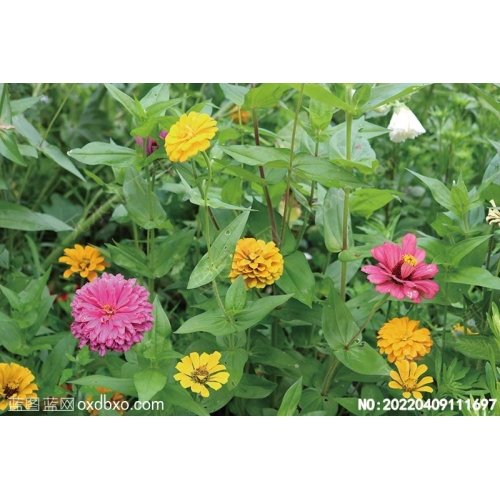 Zinnia elegans Jacq百日菊摄影素材编号:20220409111697