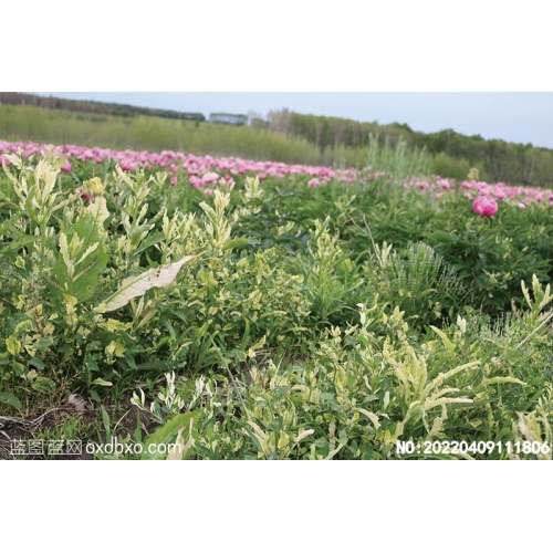 野生花草植物野生天然植物摄影素材编号:20220409111806