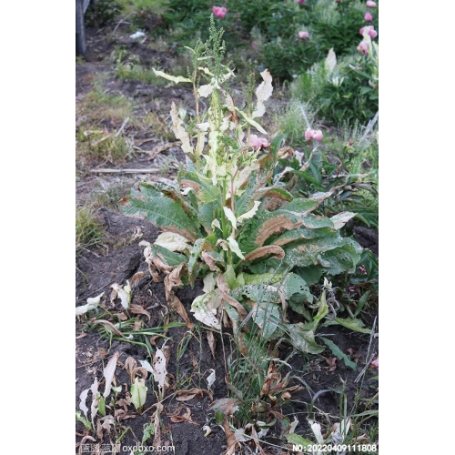 野生花草植物野生天然植物摄影素材编号:20220409111808