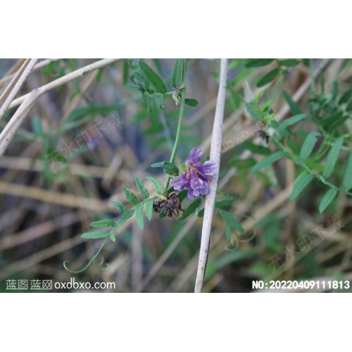 野生花草植物野生天然植物摄影素材编号:20220409111813