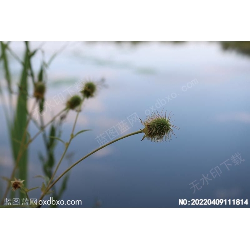 野生花草植物野生天然植物摄影素材编号:20220409111814