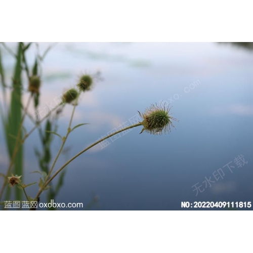 野生花草植物野生天然植物摄影素材编号:20220409111815