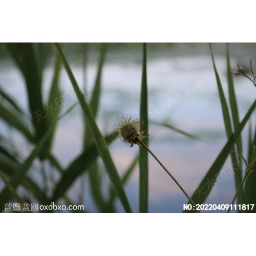 野生花草植物野生天然植物摄影素材编号:20220409111817