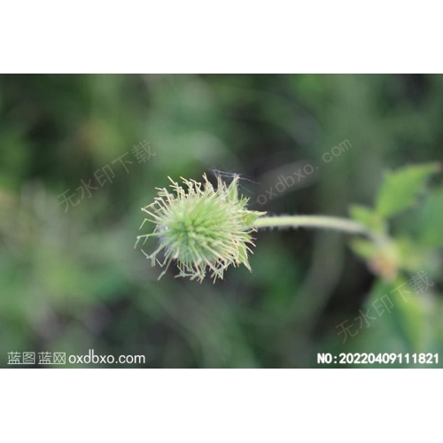 野生花草植物野生天然植物摄影素材编号:20220409111821