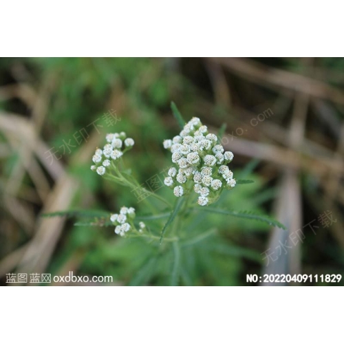 野生花草植物野生天然植物摄影素材编号:20220409111829