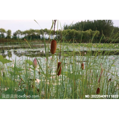 野生花草植物野生天然植物摄影素材编号:20220409111833