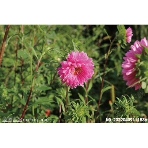 野生花草植物野生天然植物摄影素材编号:20220409111836