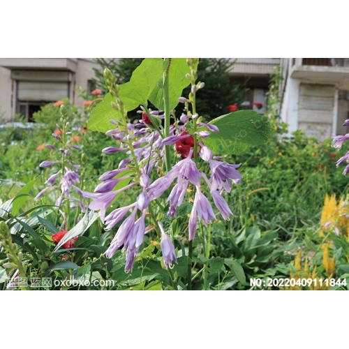 野生花草植物野生天然植物摄影素材编号:20220409111844