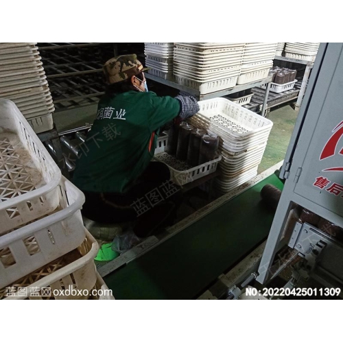 木耳包装车间女工木耳基地车间女工木耳基地车间工人摄影素材编号:20220425011309