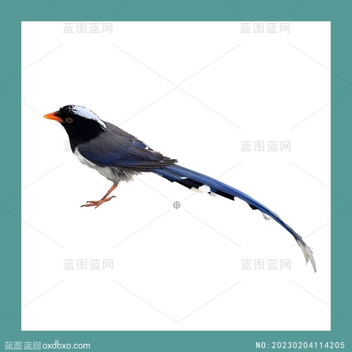 蓝鹊PNG免抠兰雀长尾鸟Urocissa caerulea素材编号_NO:20230204114205