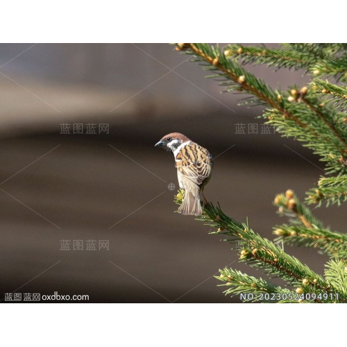 麻雀回头枝头上的麻雀摄影素材编号_NO:20230524094911