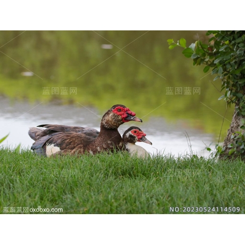 水边的香鹑雁麝香鸭红嘴雁番鸭草丛中的一对雌雄番鸭摄影素材编号_NO20230524114509