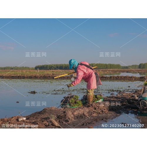 挑担子的妇女农妇挑挑子稻田秧苗荷塘种水稻的农民摄影素材编号_NO20230527140207