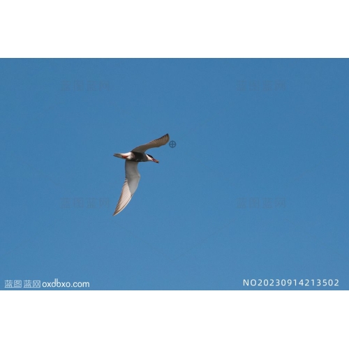 蓝色天空上飞翔的海鸥嘴里叼着食物的海鸥鸟类摄影素材编号_NO20230914213502