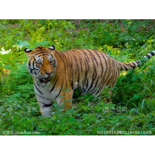 站在草丛中的老虎东北虎猛兽大型猫科动物野生动物猛虎摄影图片素材_NO2023080722460813mb